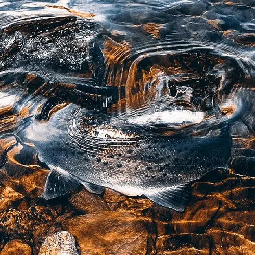 Partridge PRO-Team expert Allan Liddle gives us an insight on the best way to lure Sea Trout. - SPRITE Fishing