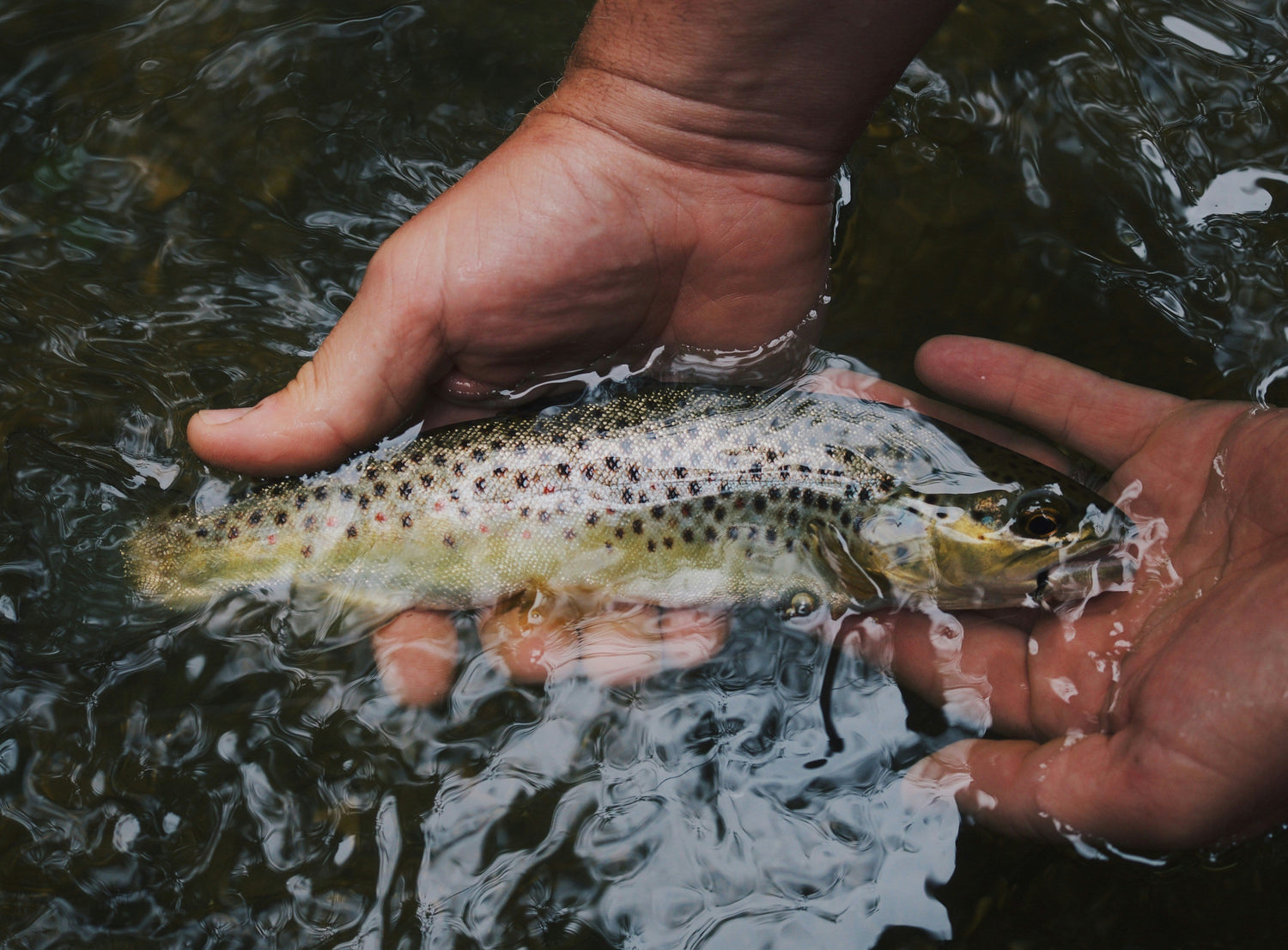 Trout-Fly-Hooks SPRITE Fishing