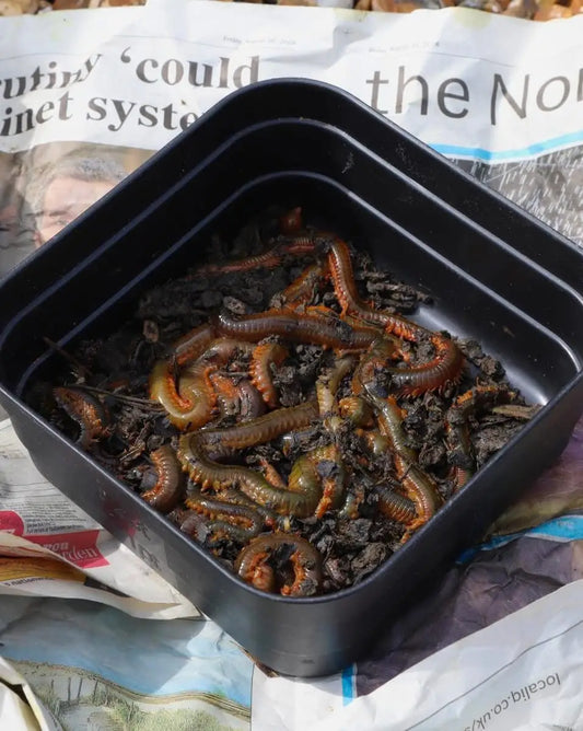 Cox & Rawle SBT Bait Boxes - SPRITE Fishing