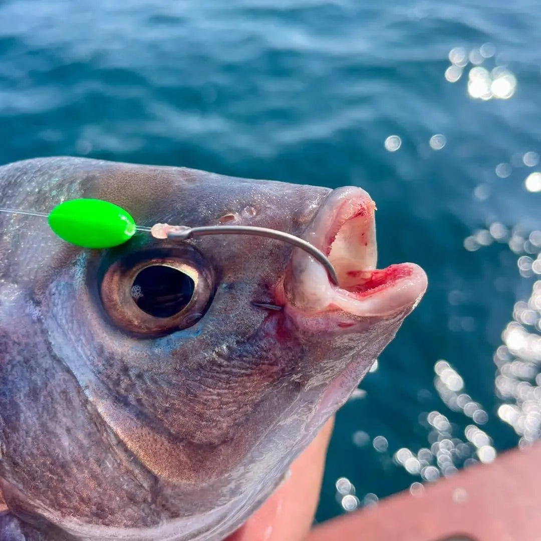 A black bream hook in the mouth with a curved short shank hook